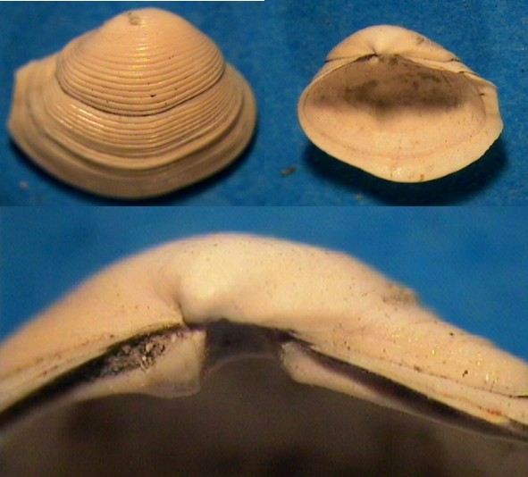 Corbula gibba (Olivi, 1792) - Pliocene - Liguria